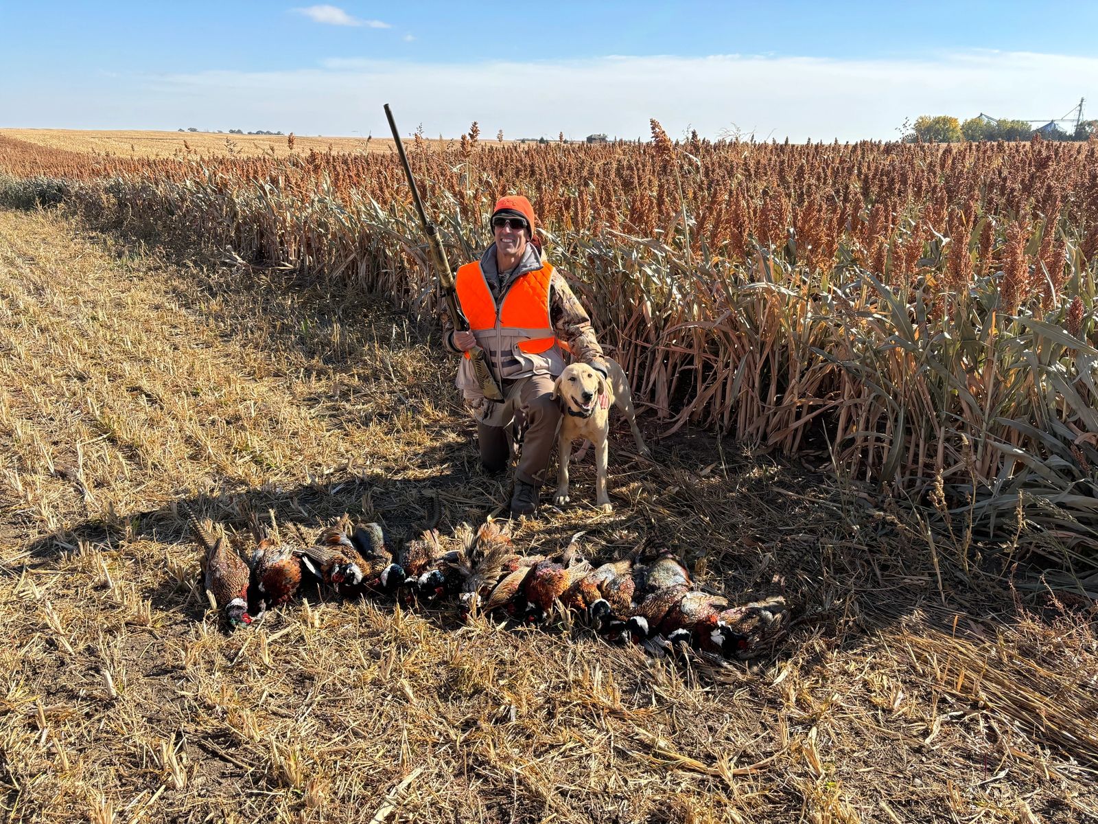 Hunter and German Shorthaired Pointer flushing a rooster pheasant in Pukwana, SD